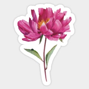 Watercolor pink peony painting Sticker